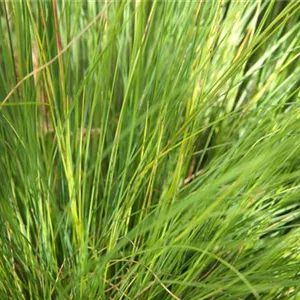 Festuca amethystina 'Aprilgrün' Festuca amethystina 'Aprilgrün'