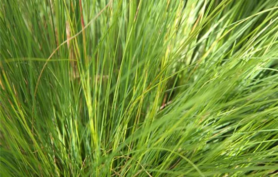 Festuca amethystina 'Aprilgrün' Festuca amethystina 'Aprilgrün'