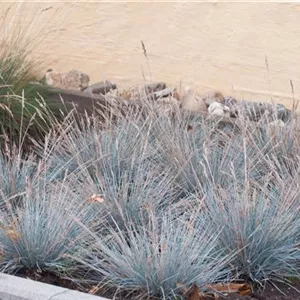 Festuca cinerea 'Uchte' Festuca cinerea 'Uchte'