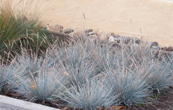 Festuca cinerea 'Uchte'