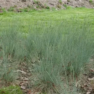 Festuca ovina 'Solling' Festuca ovina 'Solling'