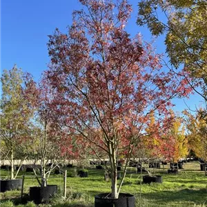 Fraxinus angustifolia 'Raywood'