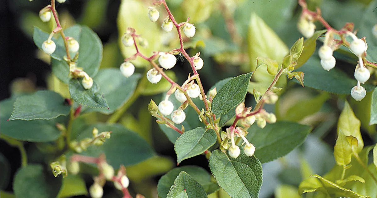Shallon Spring Gaultheria shallon