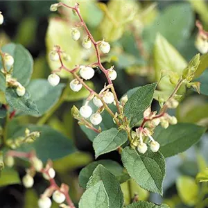 Gaultheria shallon Gaultheria shallon