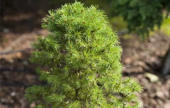 Dwarf Conifers - Small but Mighty Dwarf Conifers - Small but Mighty
