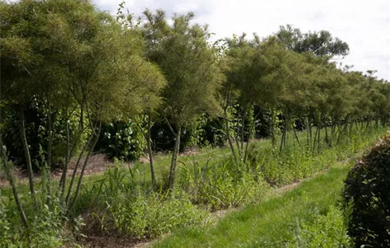 Frangula alnus 'Asplenifolia'