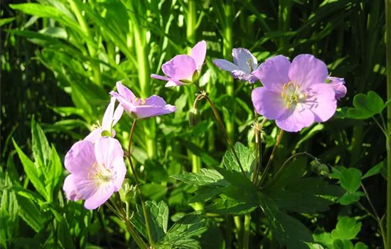 Geranium nodosum