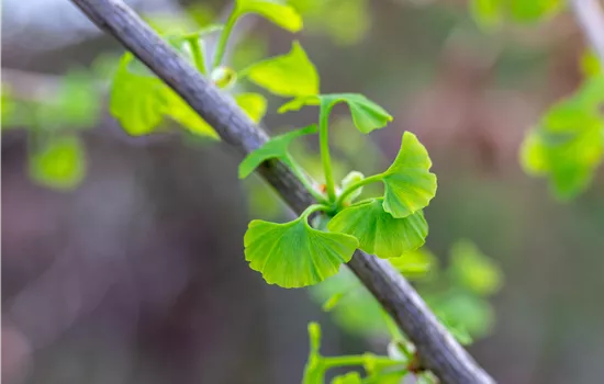 Ginkgo biloba 'Fastigiata Blagon'®