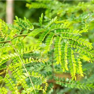 Gleditsia triacanthos inermis Gleditsia triacanthos inermis