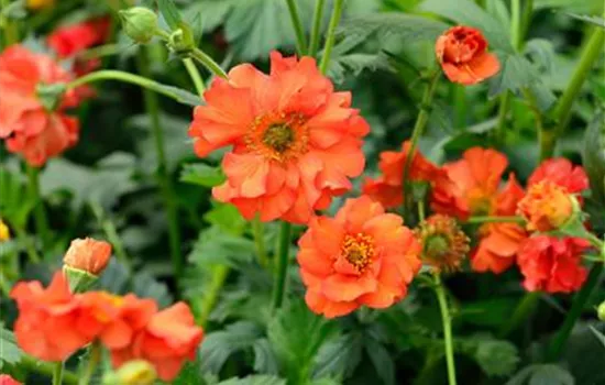 Geum coccineum 'Feuermeer' Geum coccineum 'Feuermeer'