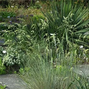 Helictotrichon sempervirens 'Pendula' Helictotrichon sempervirens 'Pendula'