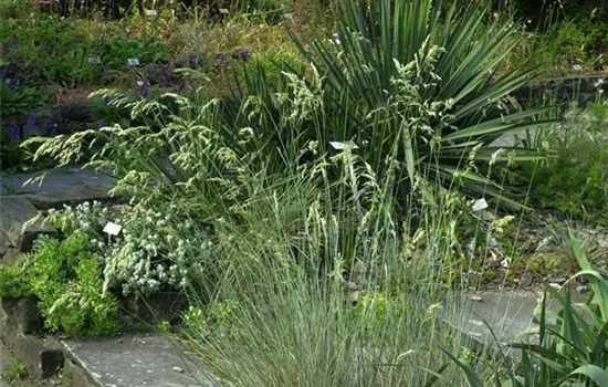 Helictotrichon sempervirens 'Pendula' Helictotrichon sempervirens 'Pendula'