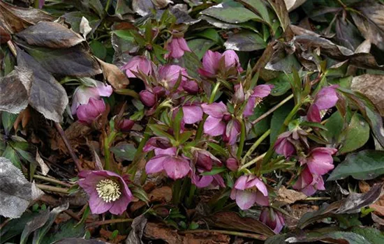 Helleborus orientalis 'Atrorubens'