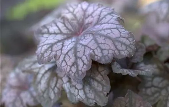 Heuchera americana 'Velvet Night'
