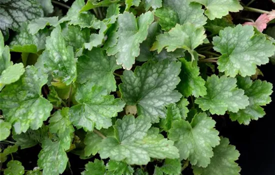 Heuchera sanguinea 'White Cloud'