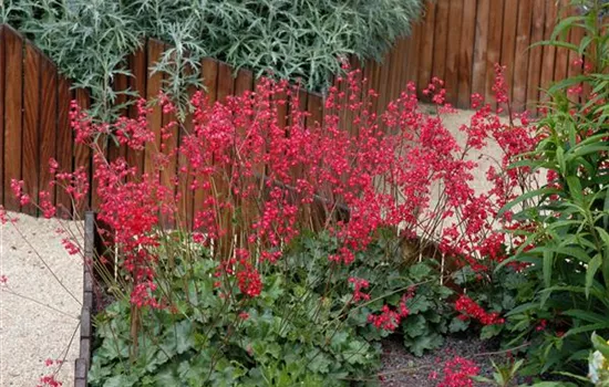 Heuchera x brizoides 'Red Spangles'