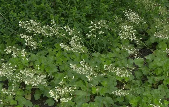 Heuchera x brizoides 'Schneewittchen'