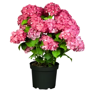 Hydrangea m. 'Endless Summer' -R- Hydrangea m. 'Endless Summer' -R-