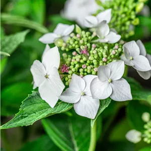 Hydrangea m. 'Lanarth White' Hydrangea m. 'Lanarth White'