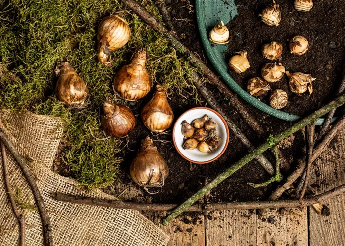 Into the Box – Storing Flower Bulbs and Tubers