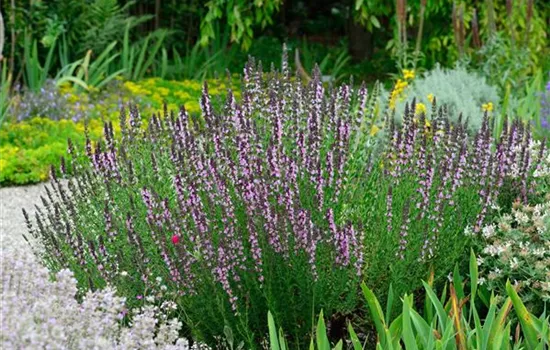 Hyssopus officinalis 'Roseus'