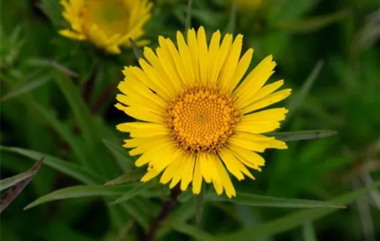 Inula ensifolia Inula ensifolia