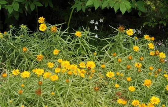 Inula ensifolia 'Compacta' Inula ensifolia 'Compacta'