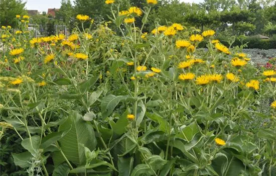 Inula helenium