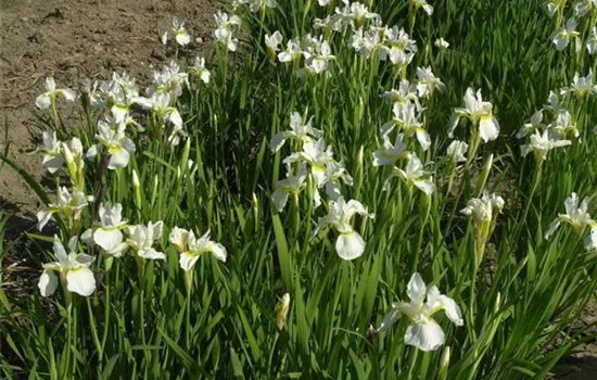 Iris sanguinea 'Snow Queen', gen.