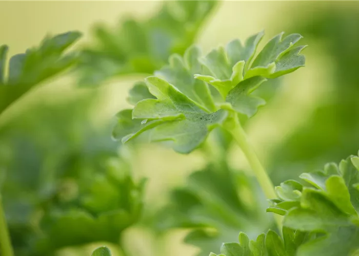 Urban Gardening – Fresh Herbs for Your Balcony