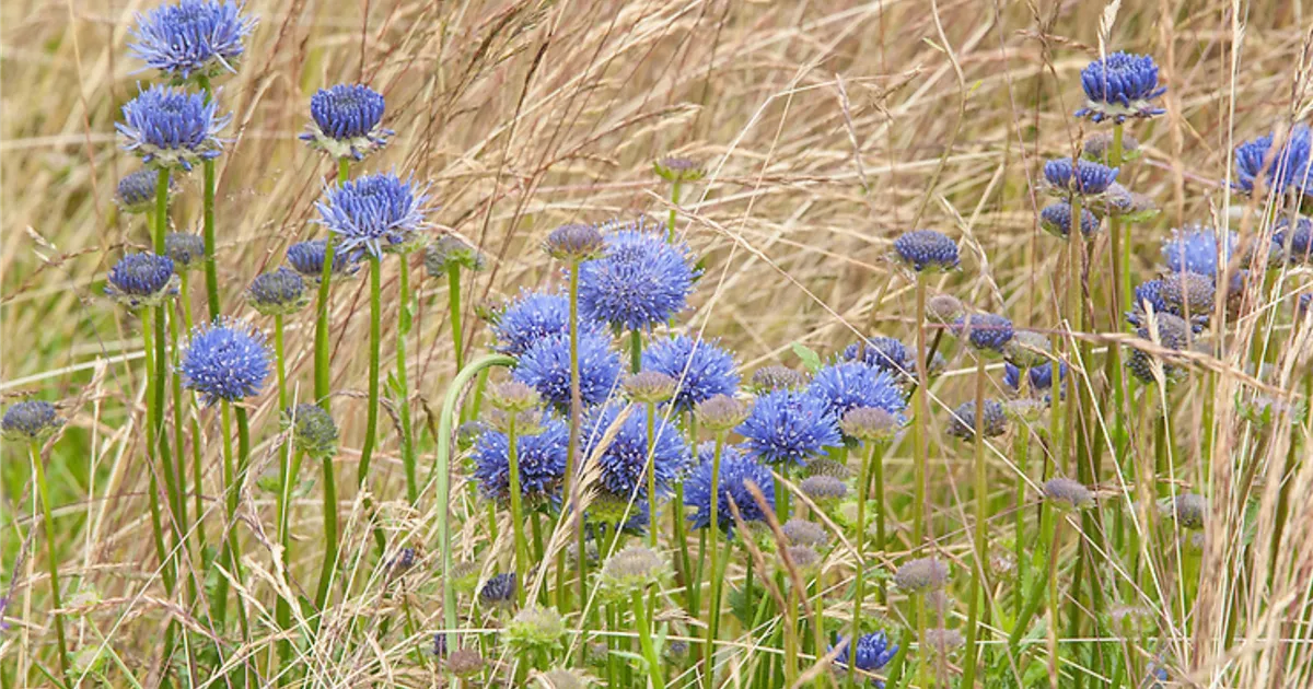 Jasione laevis