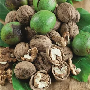 Juglans regia 'Mars' Juglans regia 'Mars'