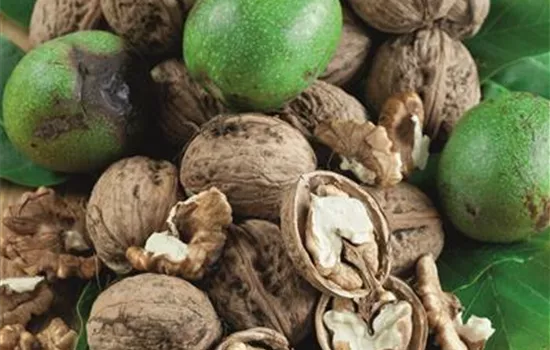 Juglans regia 'Mars' CAC