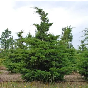 Juniperus media 'Pfitzeriana' Juniperus media 'Pfitzeriana'