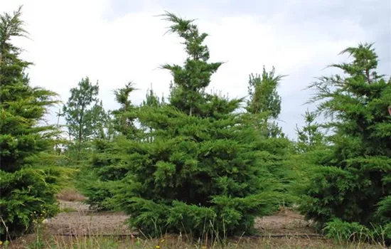 Juniperus media 'Pfitzeriana'