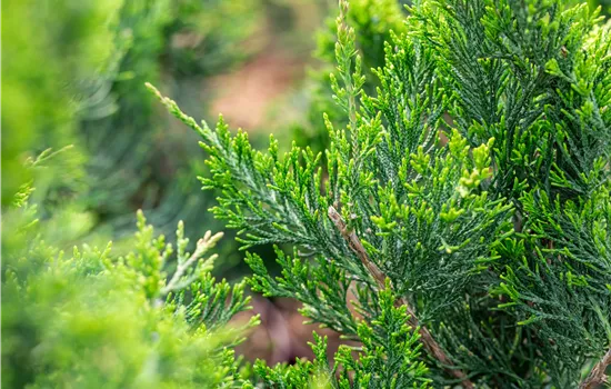 Juniperus virginiana 'Canaertii'