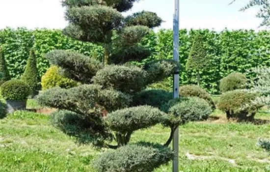 Juniperus virginiana 'Burkii'