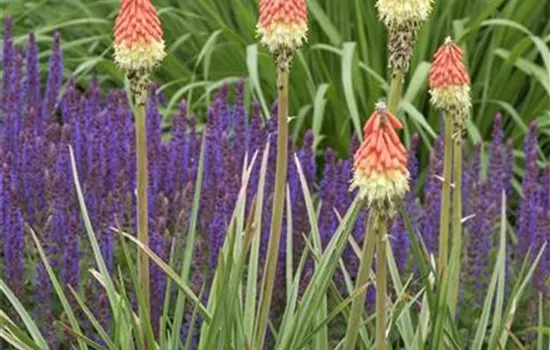 Kniphofia uvaria 'Royal Standard'