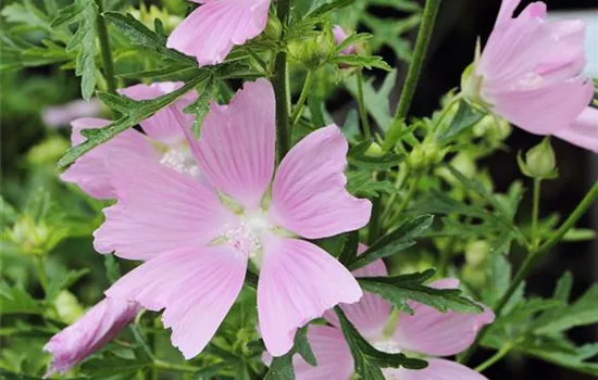 Lavatera thuringiaca