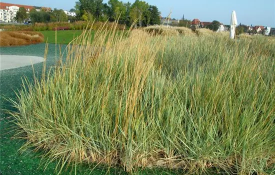 Leymus arenarius Leymus arenarius