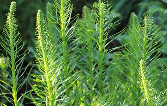 Liatris spicata 'Floristan Weiß'