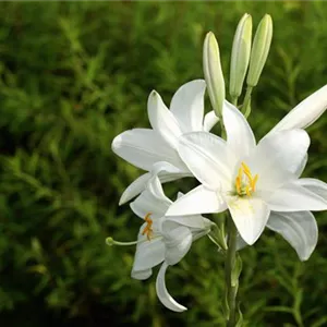 Lilium candidum