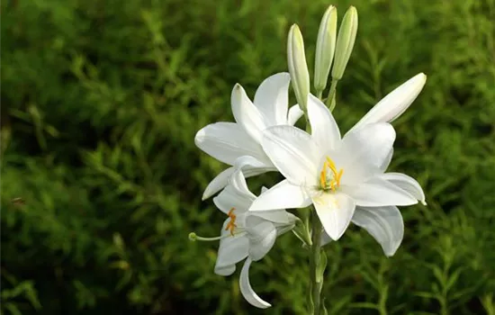 Lilium candidum Lilium candidum