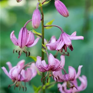 Lilium martagon