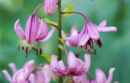 Lilium martagon Lilium martagon