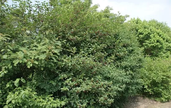 Lonicera caerulea Lonicera caerulea