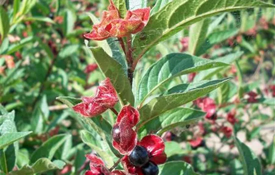 Lonicera ledebourii Lonicera ledebourii