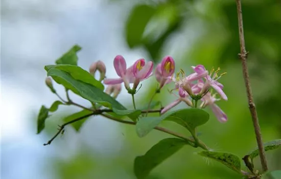 Lonicera korolkowii zabelii Lonicera korolkowii zabelii