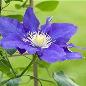 Clematis – die robuste Kletterpflanze im Garten Clematis – die robuste Kletterpflanze im Garten