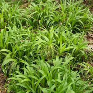 Luzula sylvatica 'Tauernpass' Luzula sylvatica 'Tauernpass'